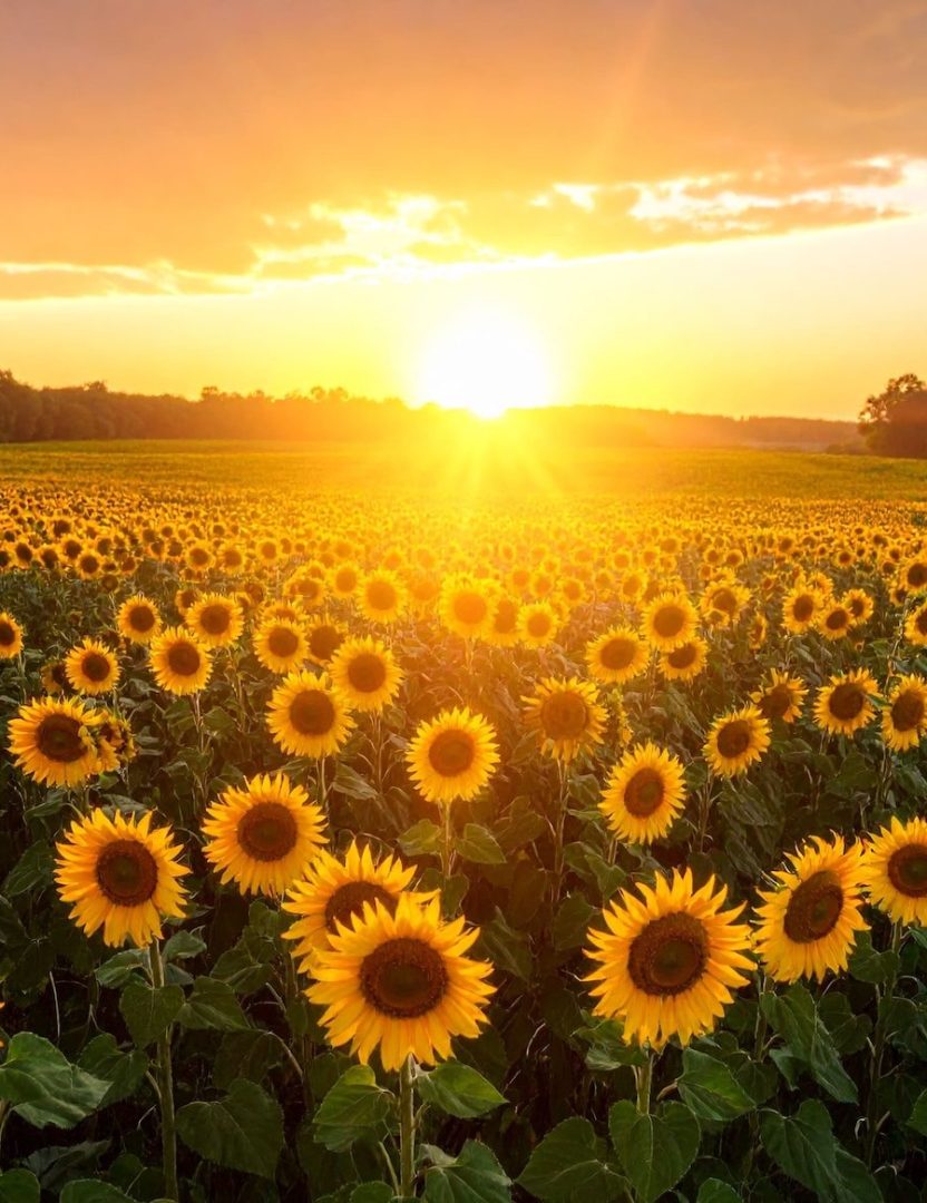 projet atirha sur le renouvellement des générations